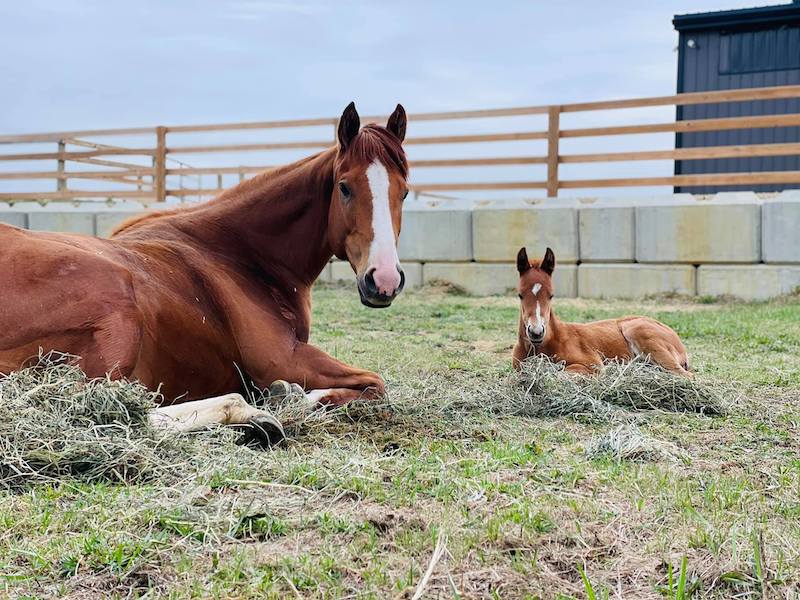Parkland Equestrian Centre