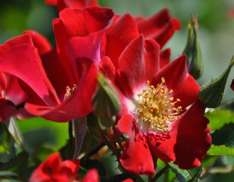 2021 Rose List Now Available