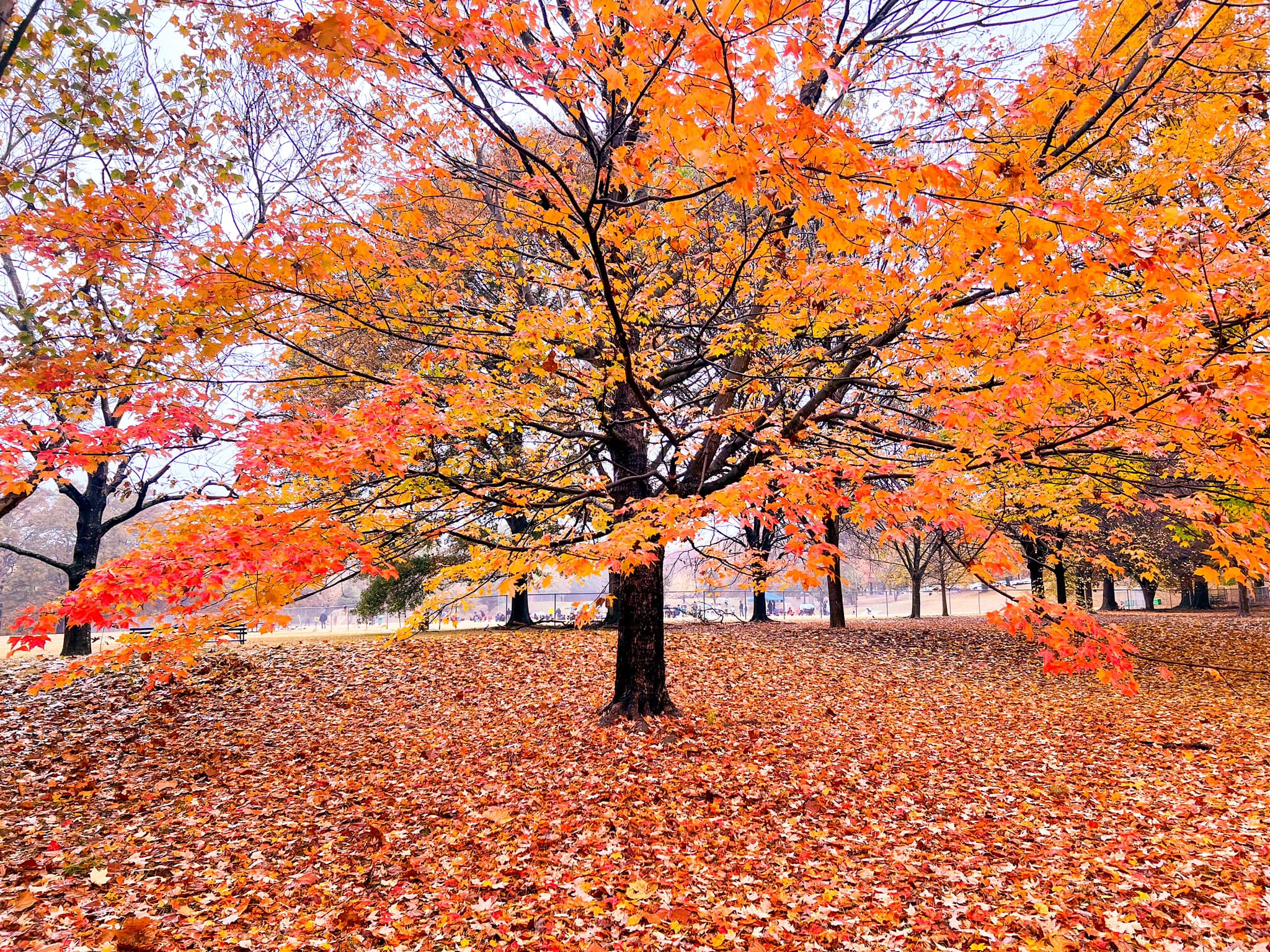 Raise your Park IQ and experience the brilliance of fall with Park