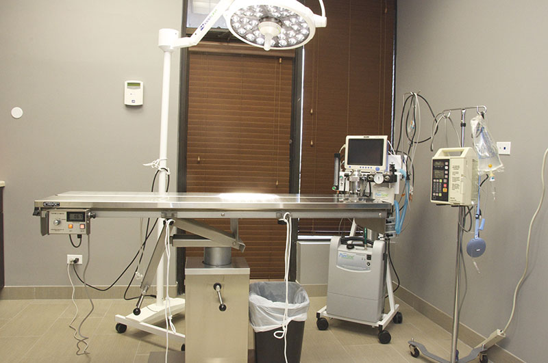 Veterinary Services in Roselle, IL Park Rose Animal Hospital