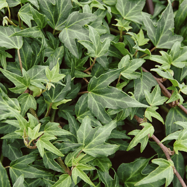 Ivy Parks Brothers Farm, Inc