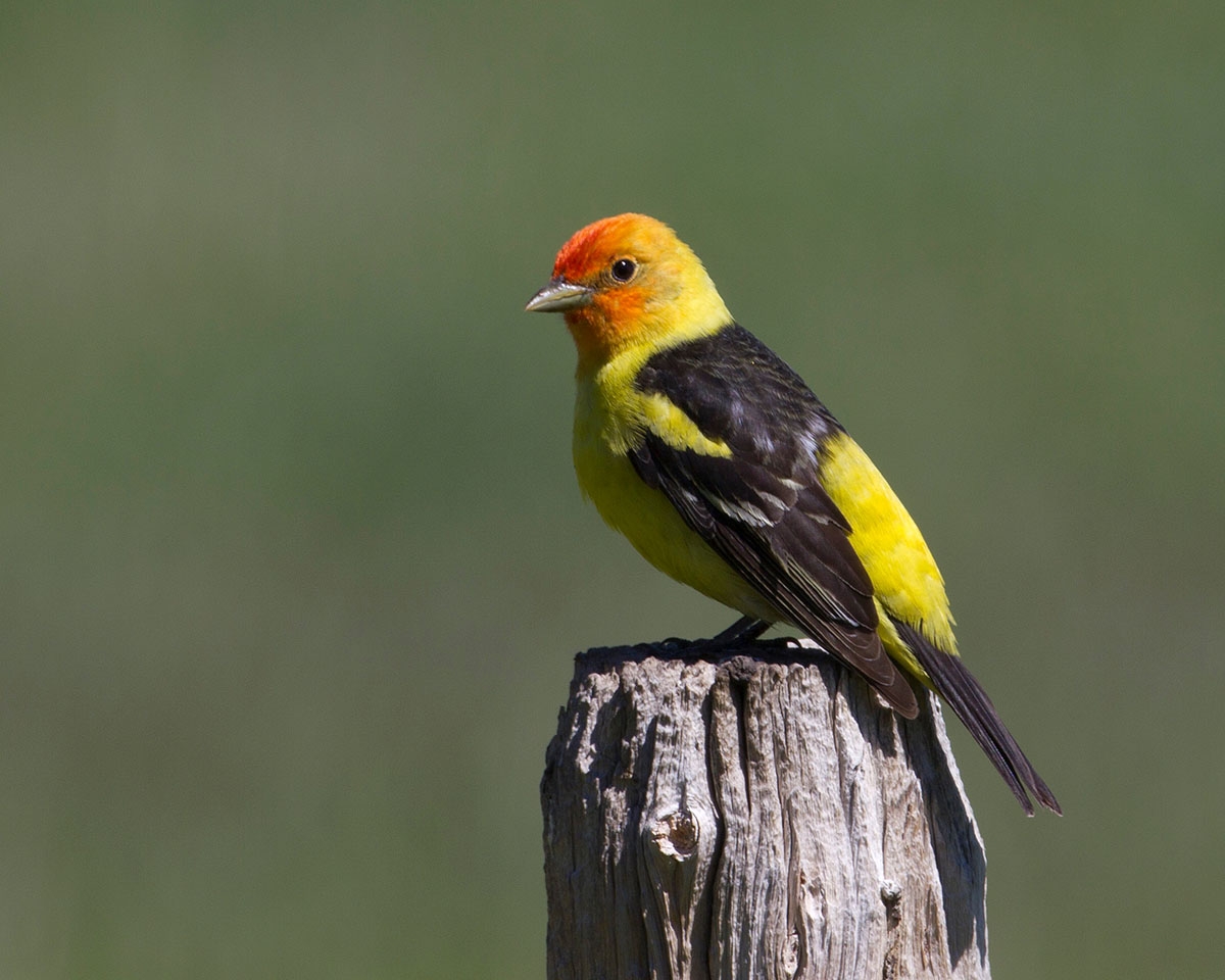 Red Rock Lakes National Wildlife Refuge, MT National Park Trust