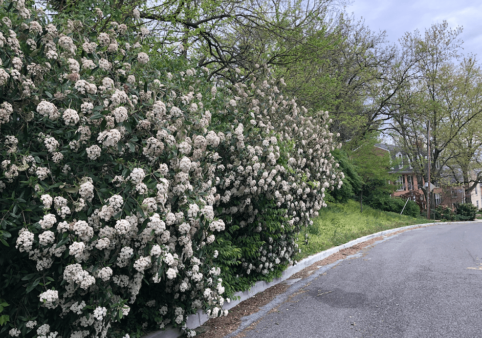 A Guide to Spring Flowers in DC Park Van Ness