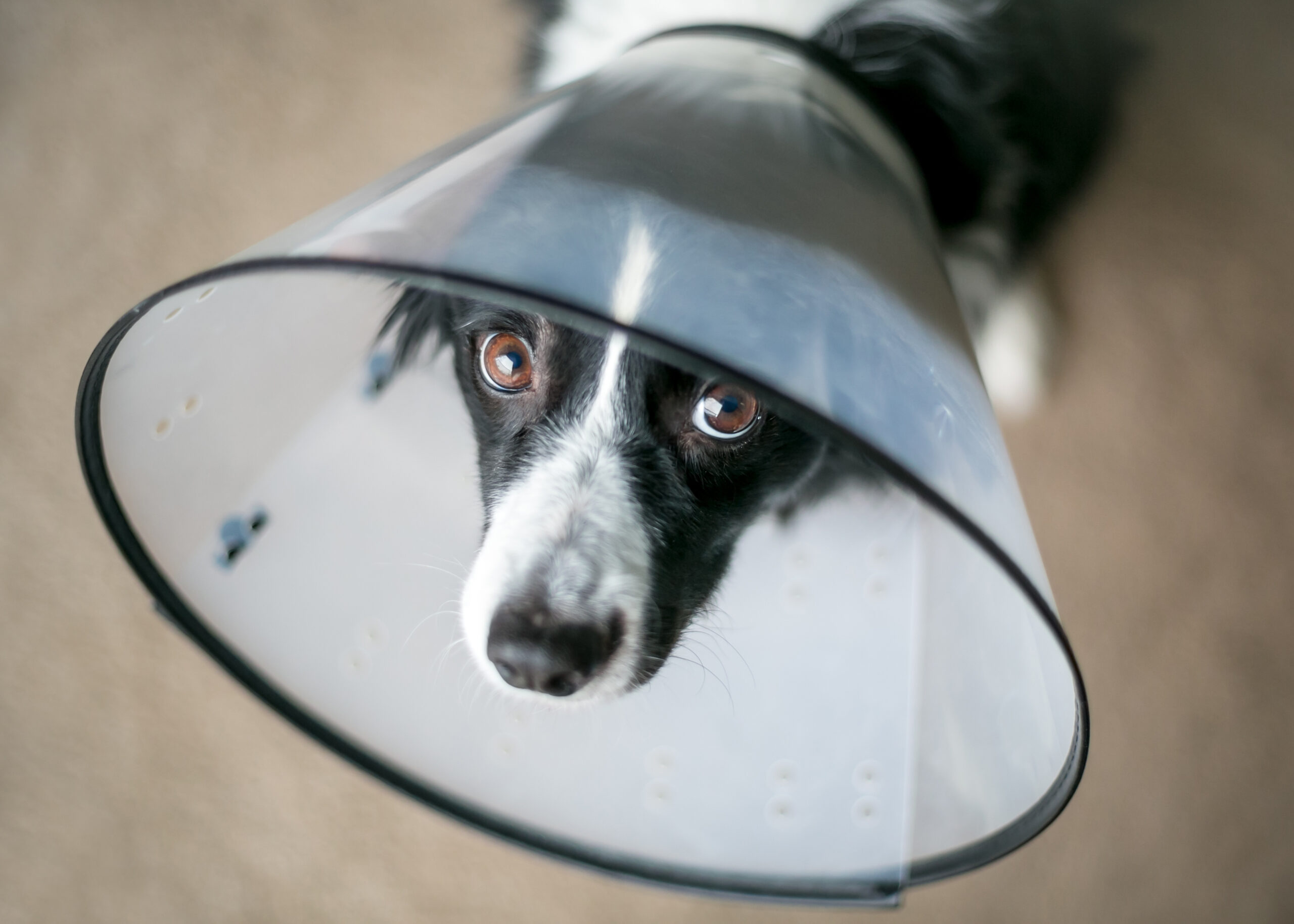 What to Expect in Your Dog After Neutering Park Veterinary Hospital