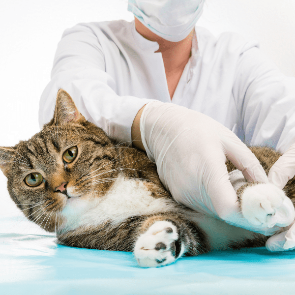 Cat Surgery In Inver Grove Heights, MN Parkview Cat Clinic