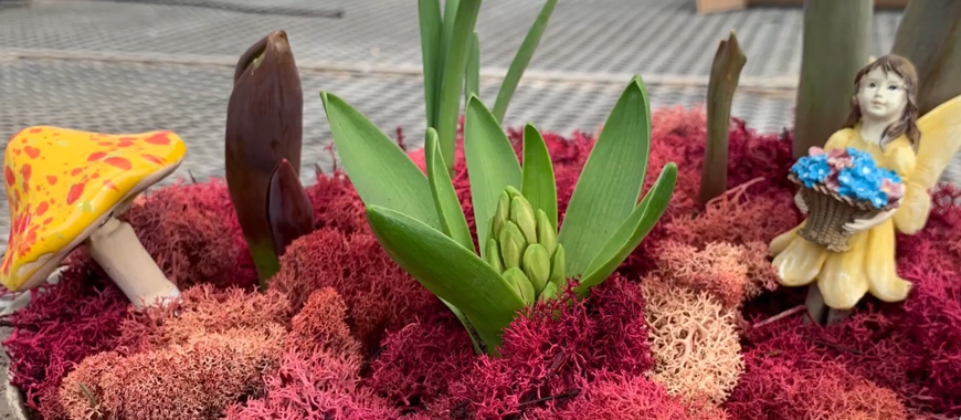 Spring Bulb Containers - Parkview Nursery