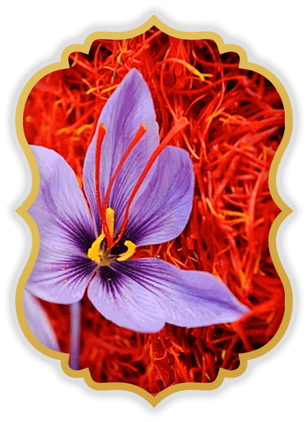 Parnia saffron Saffron greenhouse in Canada
