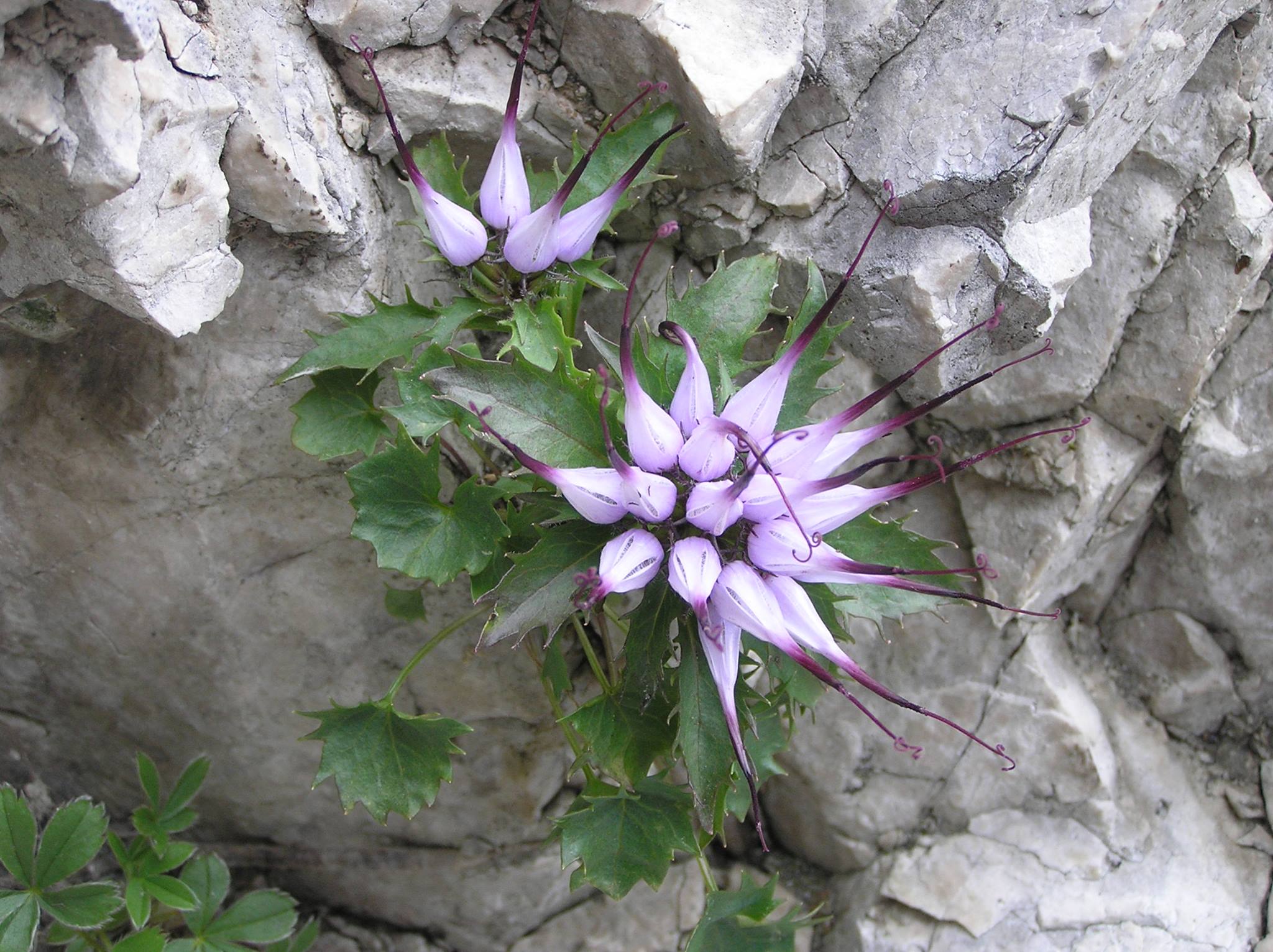 Fiore di roccia Ilaria Tuti Recensione Parole Mute