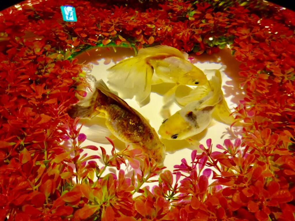 √99以上 金魚 死んだら浮く 242565金魚 死んだら浮く jpluongwoluwall