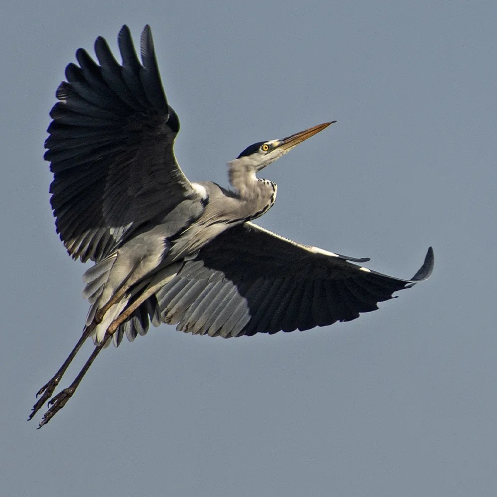 Garza Real Parque de la Naturaleza de Cabárceno
