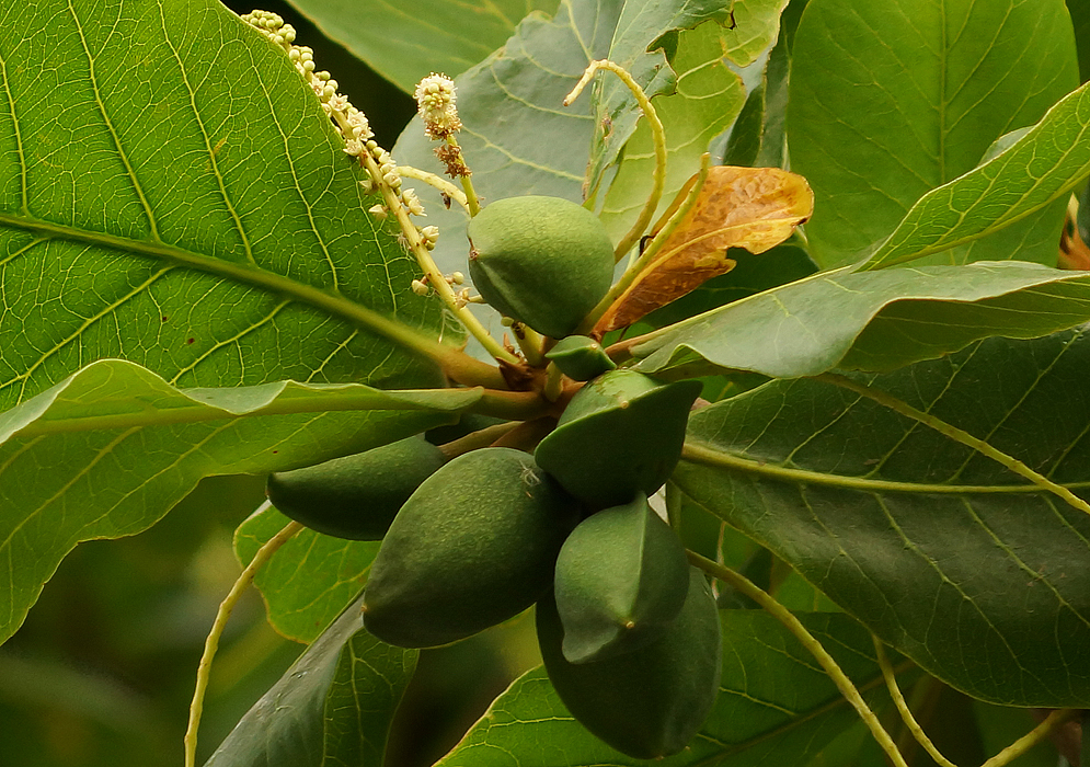 Árbol de Almendro (Terminalia catappa) Parques Alegres