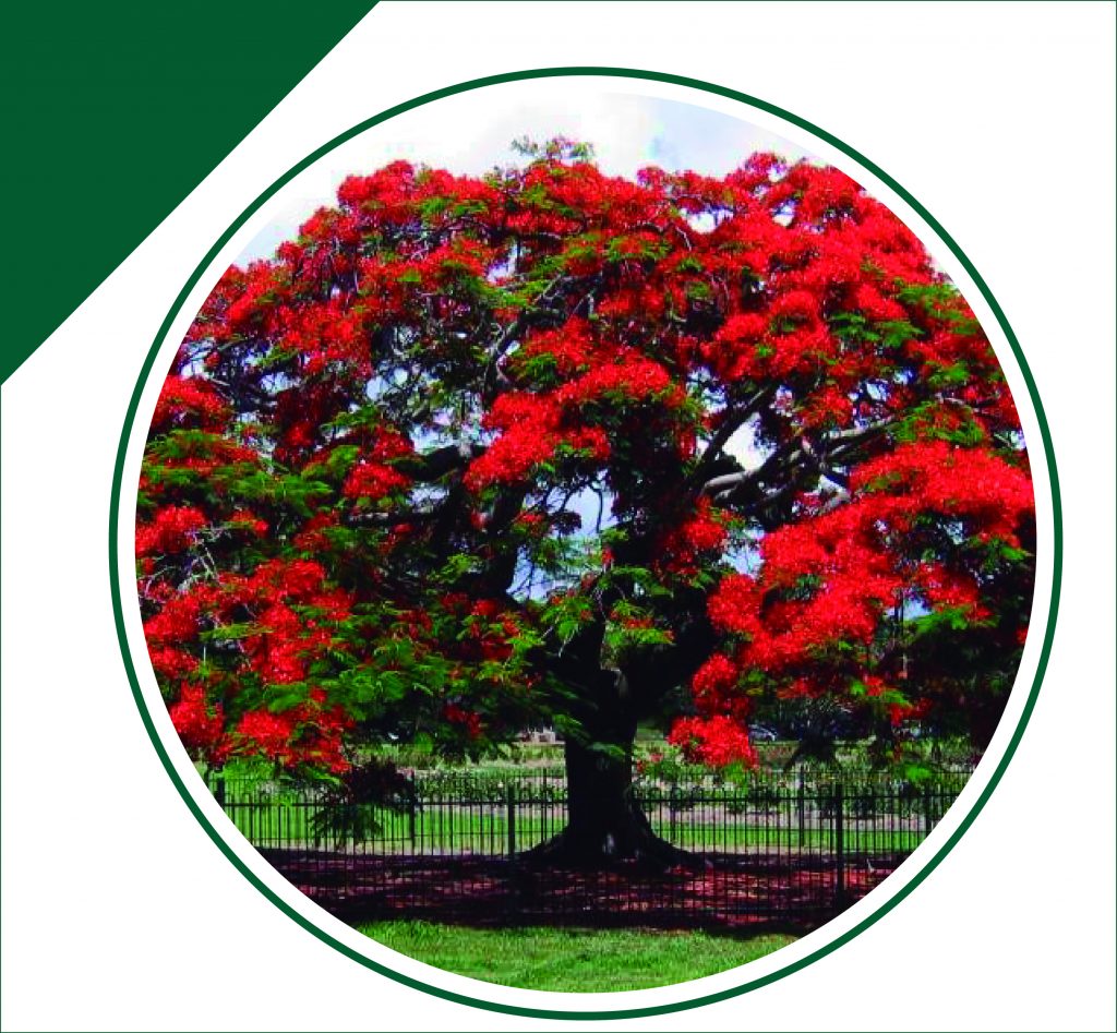 Árbol de Tabachín (Delonix Regia) Parques Alegres