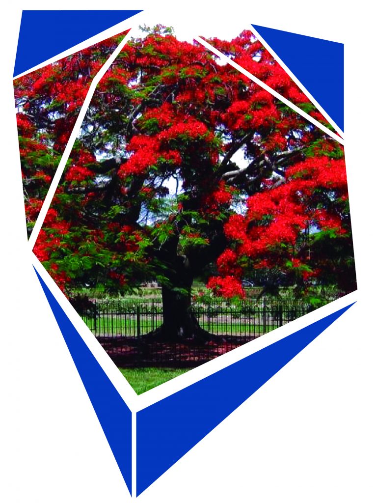 Árbol de Tabachín (Delonix Regia) Parques Alegres