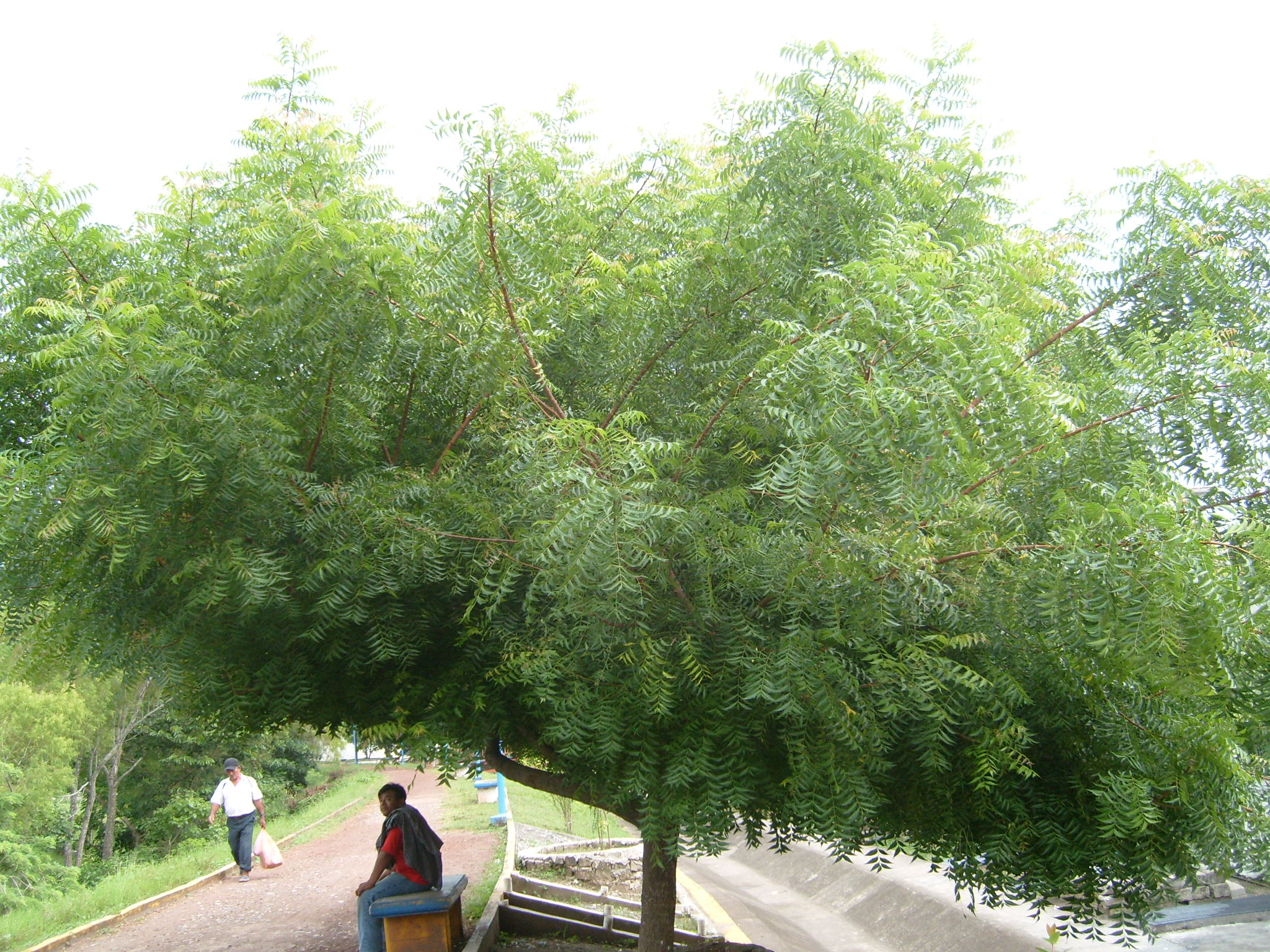 neem2 Parques Alegres I.A.P.