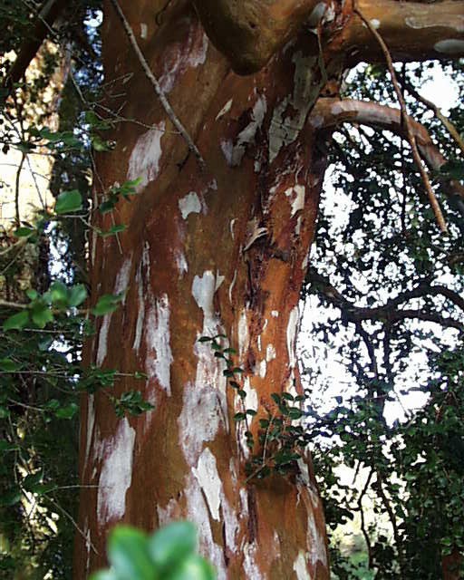 Árbol de palo colorado o arrayan Parques Alegres I.A.P.