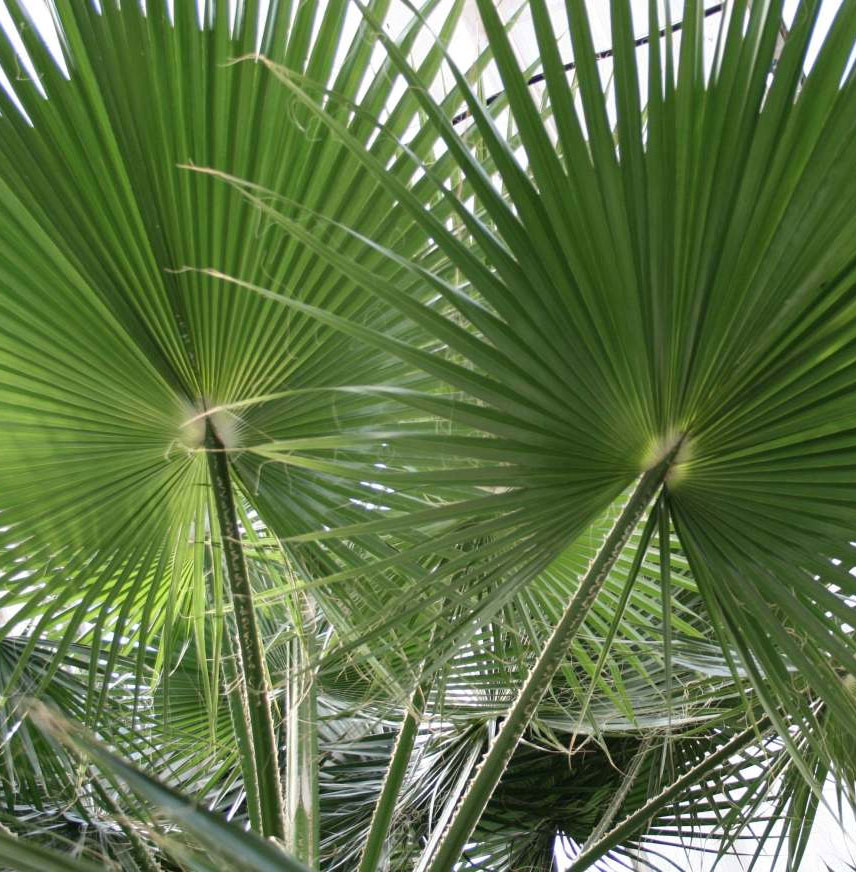 Palmera de abanico mexicana Parques Alegres I.A.P.