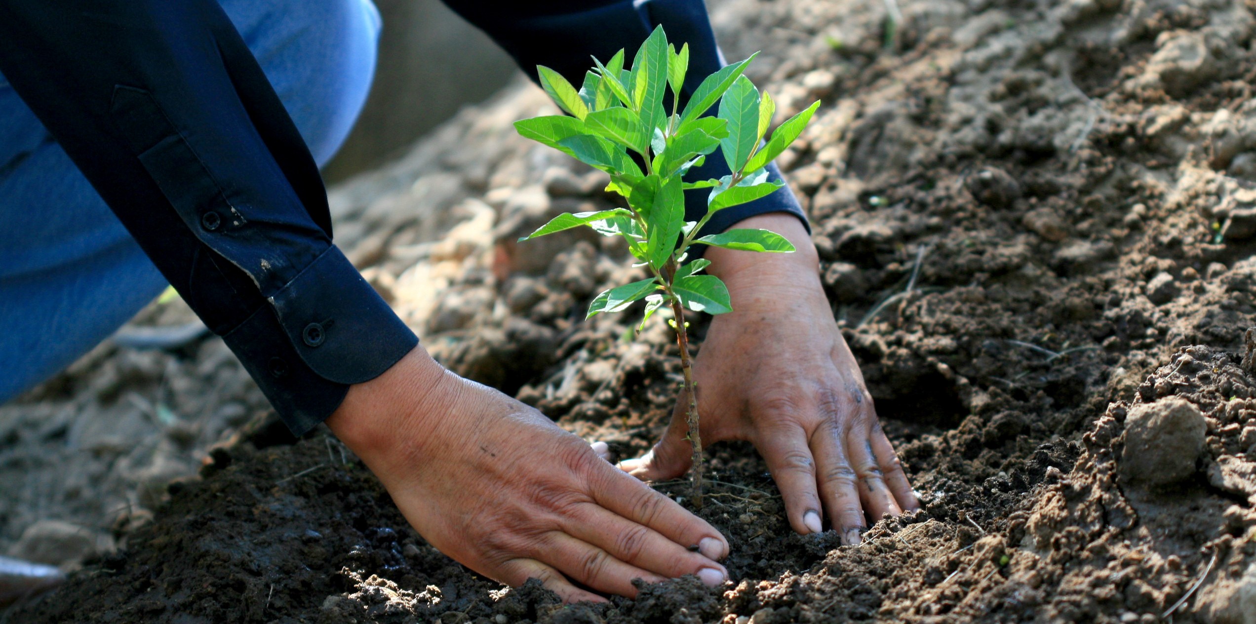 La reforestación una excelente práctica ambiental