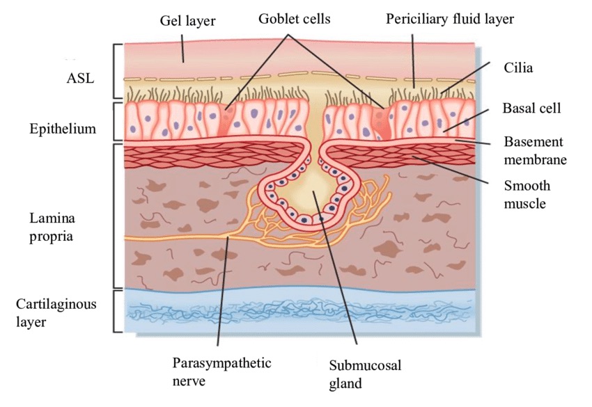 Sialic acids and Mucus – Interactions with Microbes – The Parrish lab