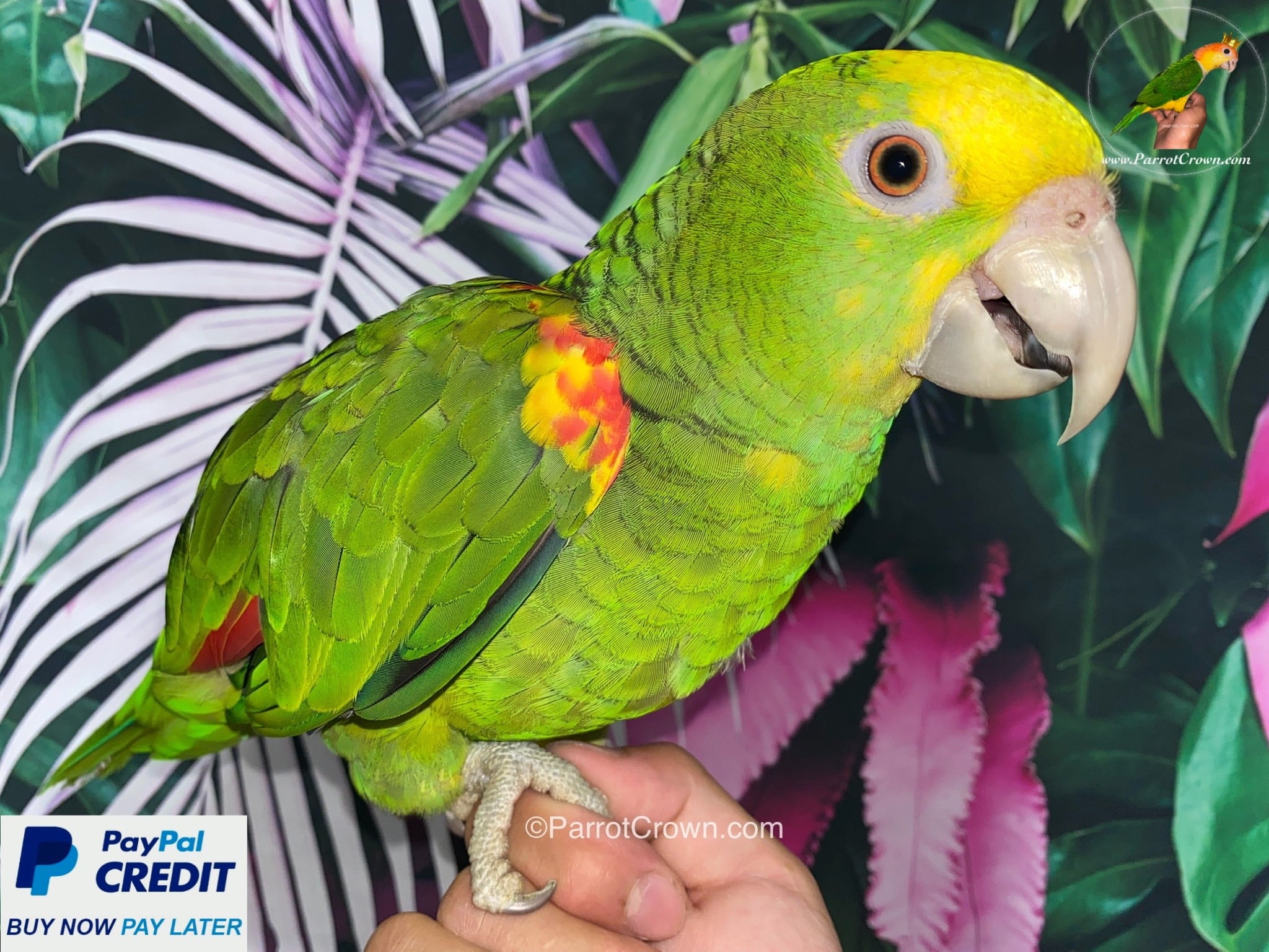 Magna Double Yellow Headed Amazon for sale