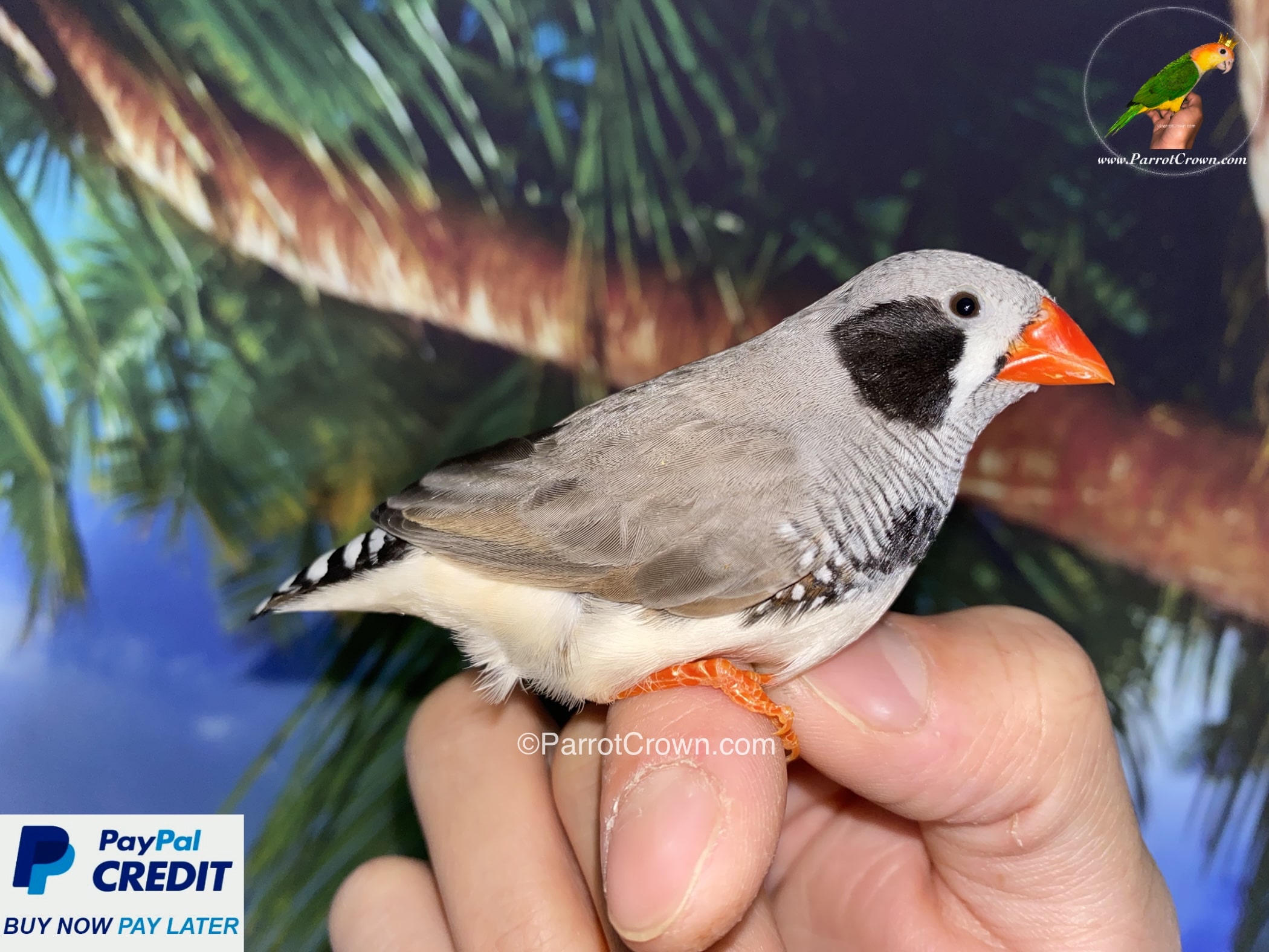 Black Cheek Zebra Finch for sale