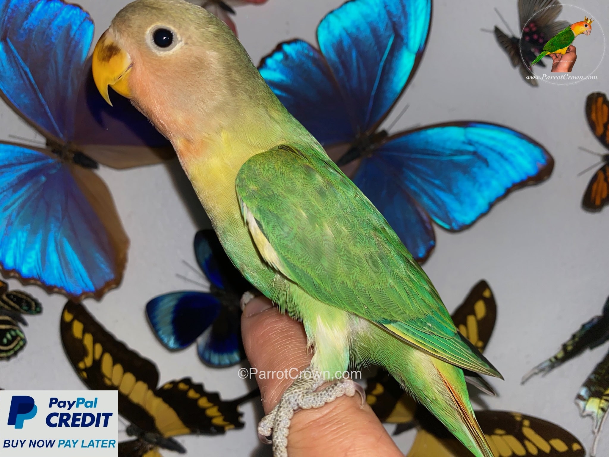 Opaline Peach Faced Lovebird for sale