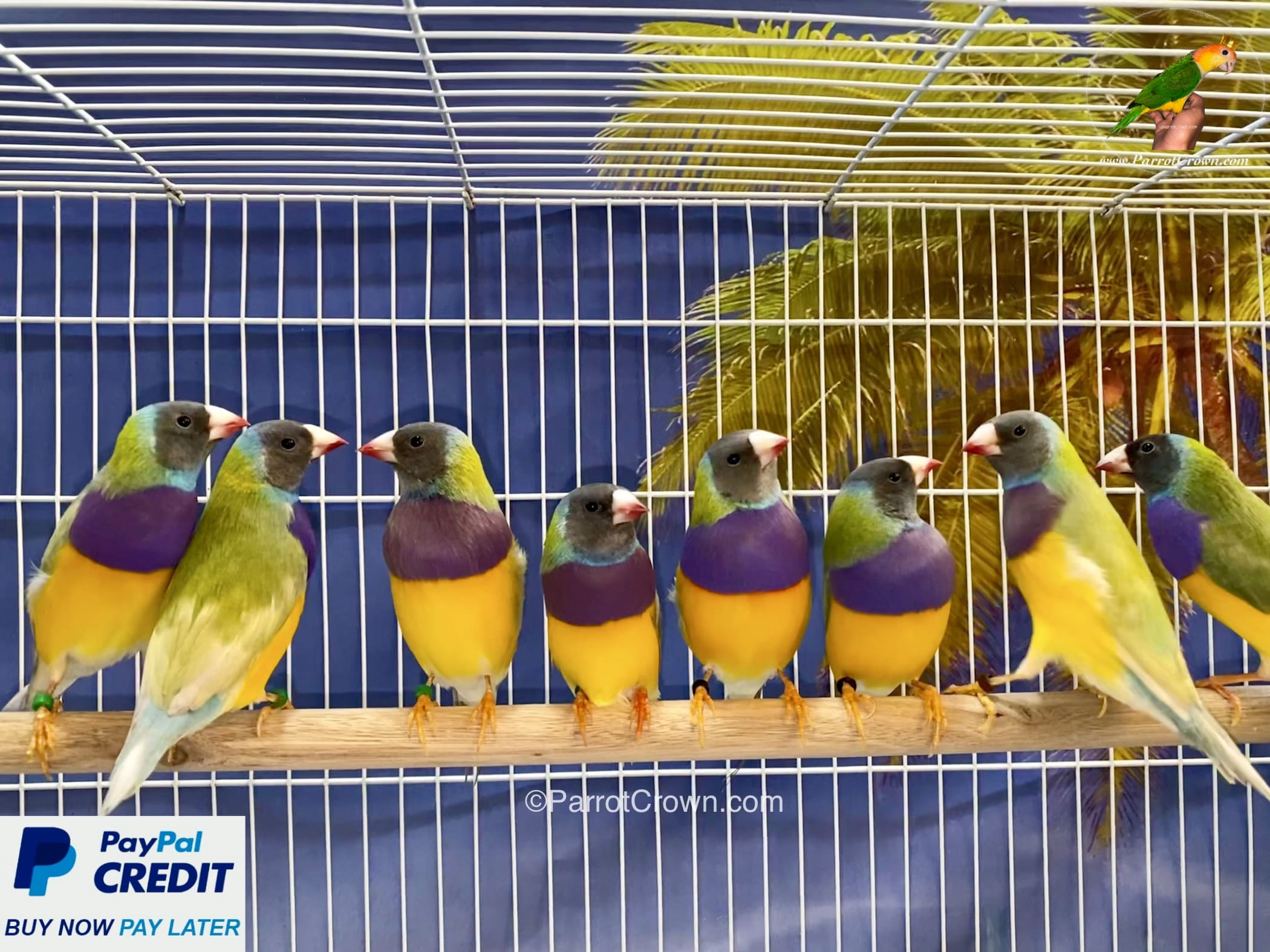 Dilute Grey Head Lady Gouldian Finches for sale