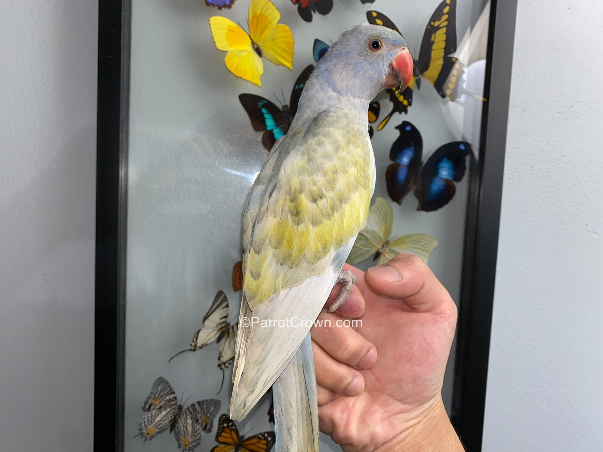 Violet & Yellow Harlequin Parrot Indian Ringneck for sale