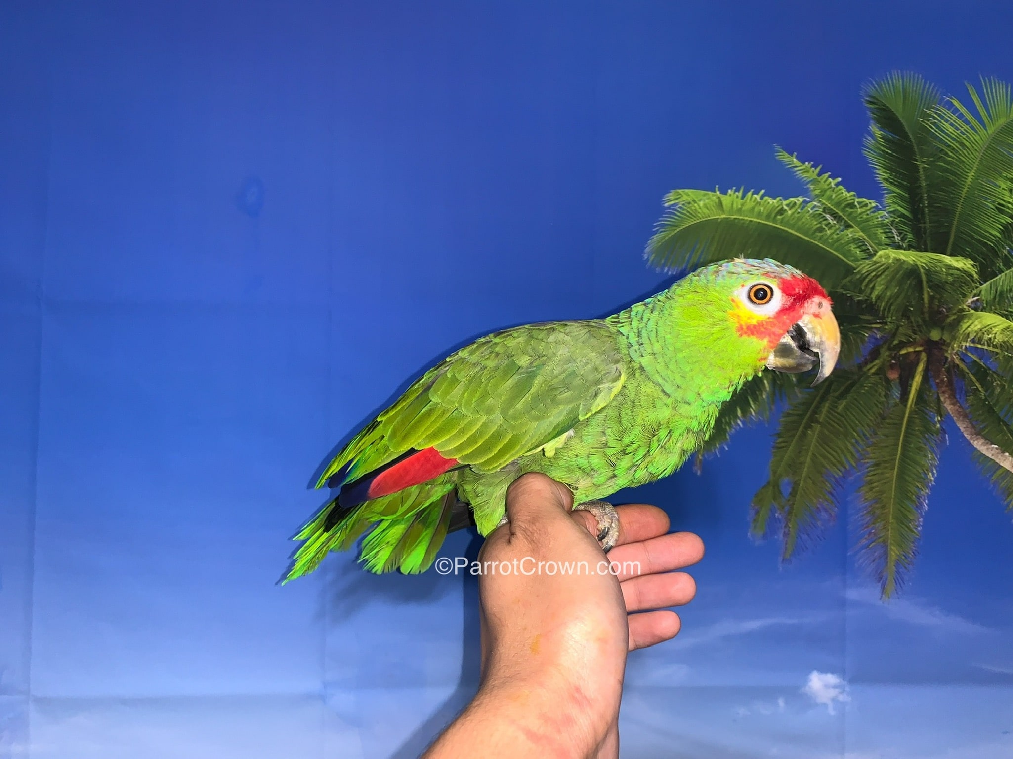 Red Lored Amazon Parrot for sale (For Breeding)