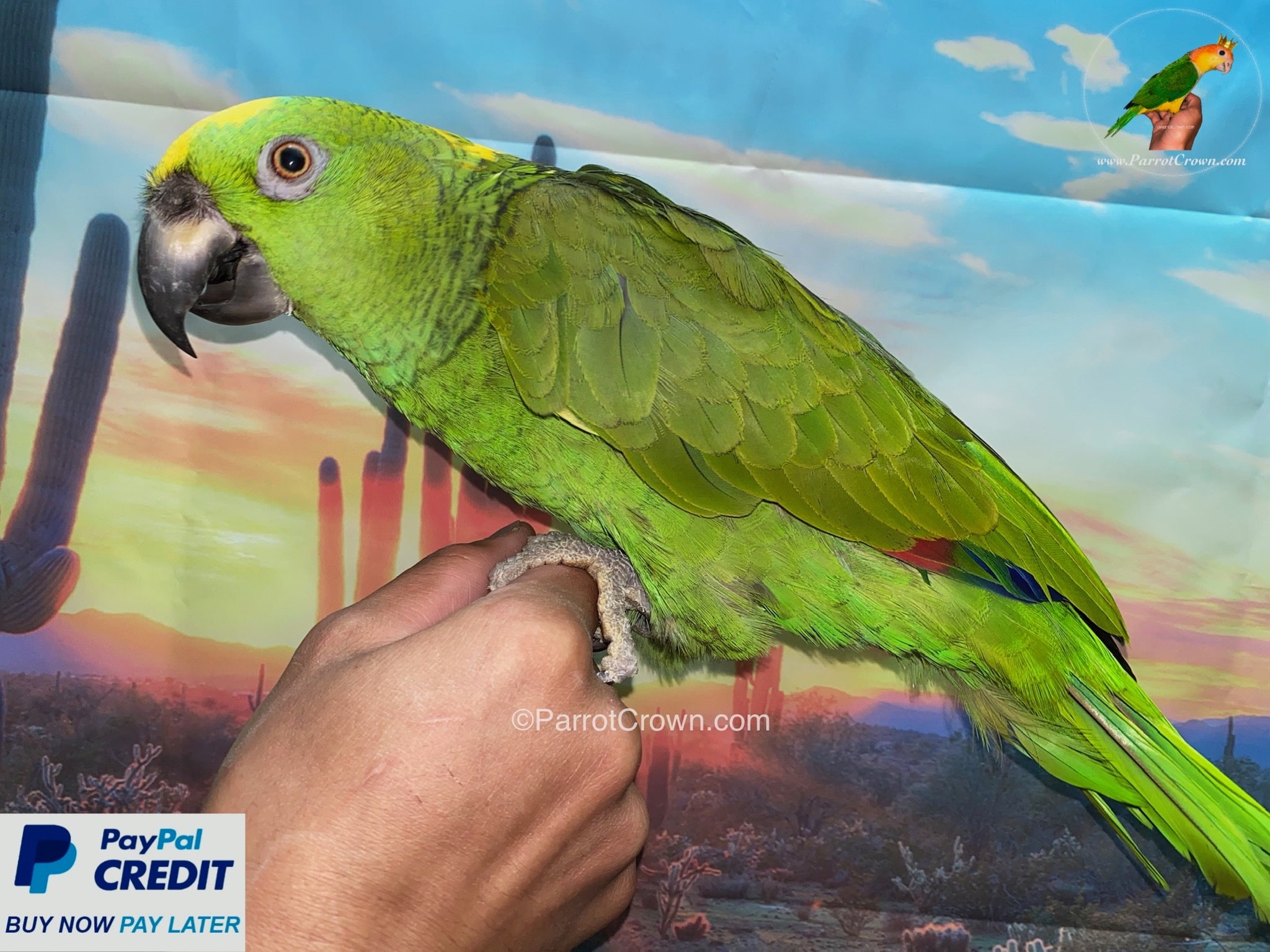 Yellow Naped Amazon for sale