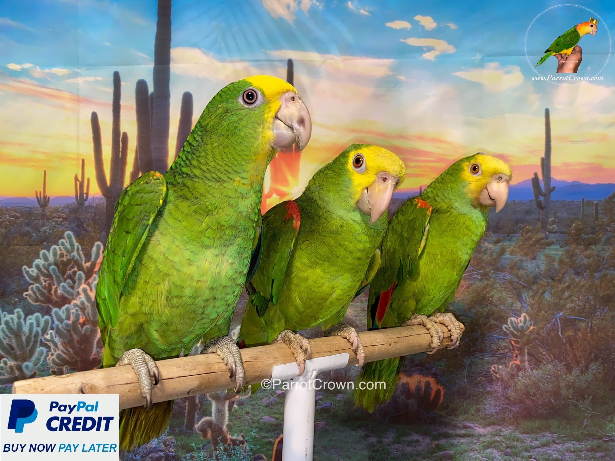 Double Yellow Head Amazon Parrots for sale