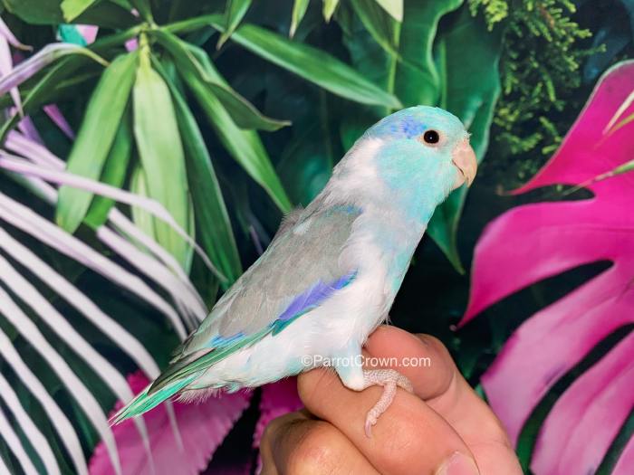 Marble Blue Pied Pacific Parrotlet for sale - ParrotCrown.com Vikings free agents 2025