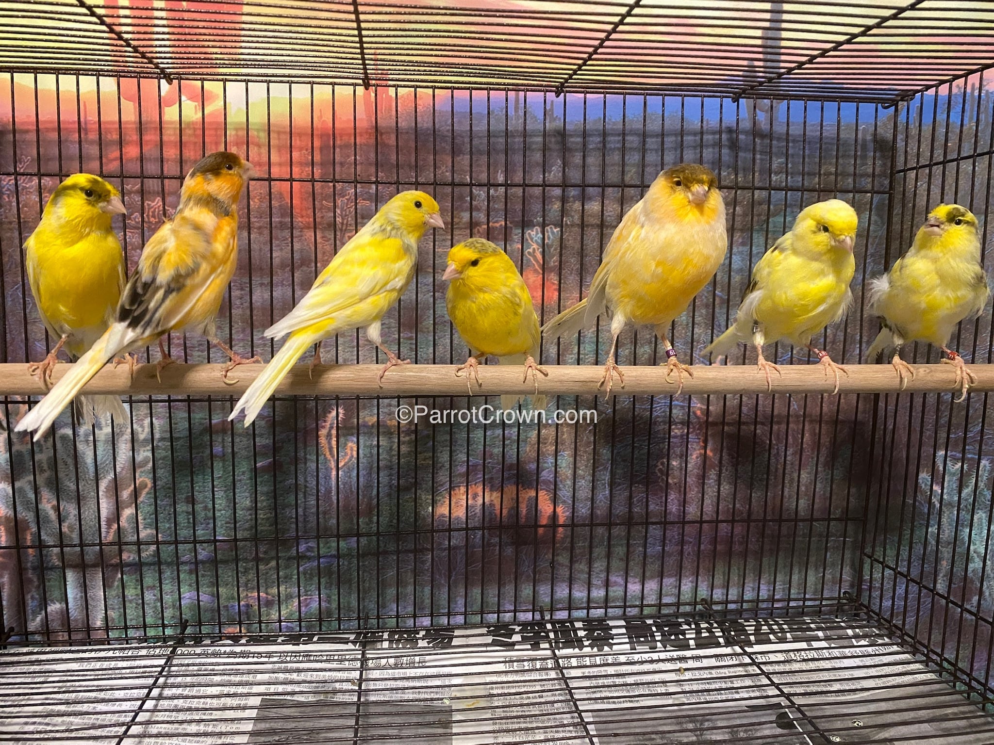 Variegated Canary Birds for sale