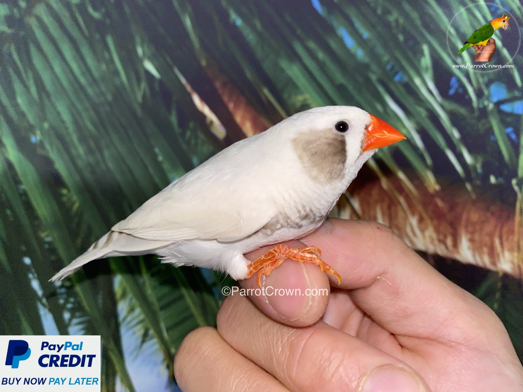 White Black Cheek Zebra Finch for sale