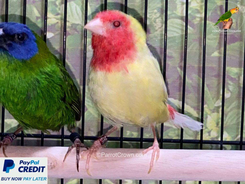 Red Head Lutino Parrotfinch for sale
