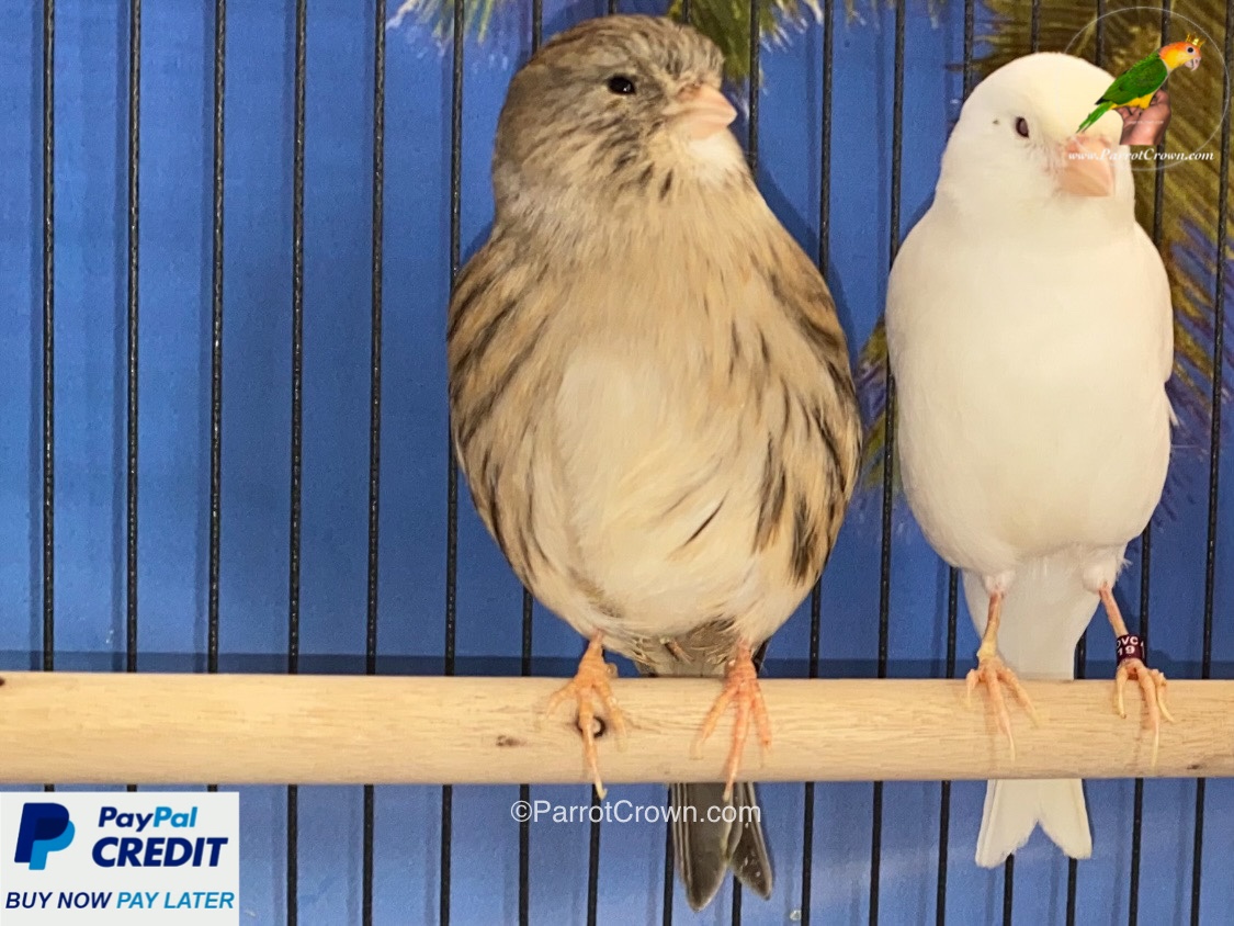 Consort Gloster Canary for sale