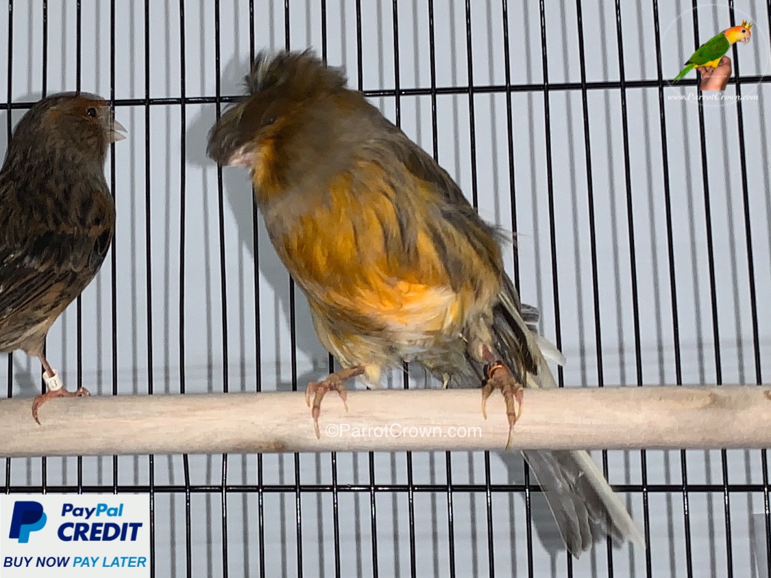 Crested Norwich Canaries for sale