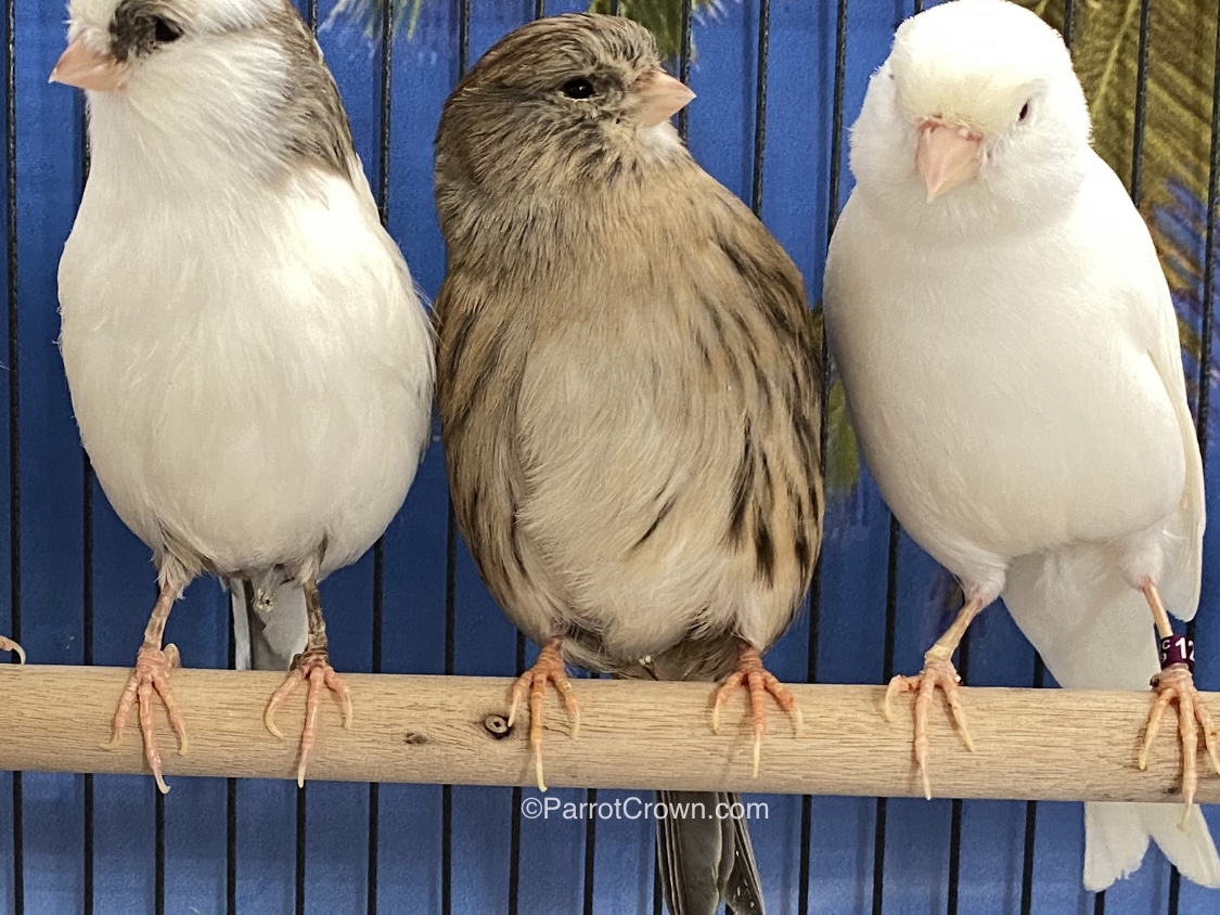 Consort Gloster Canary for sale