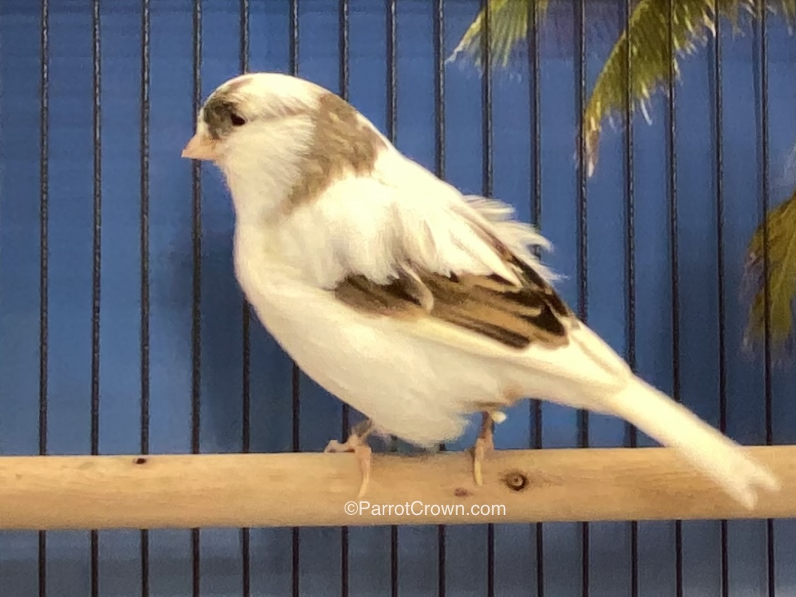 Variegated Consort Gloster Canary for sale