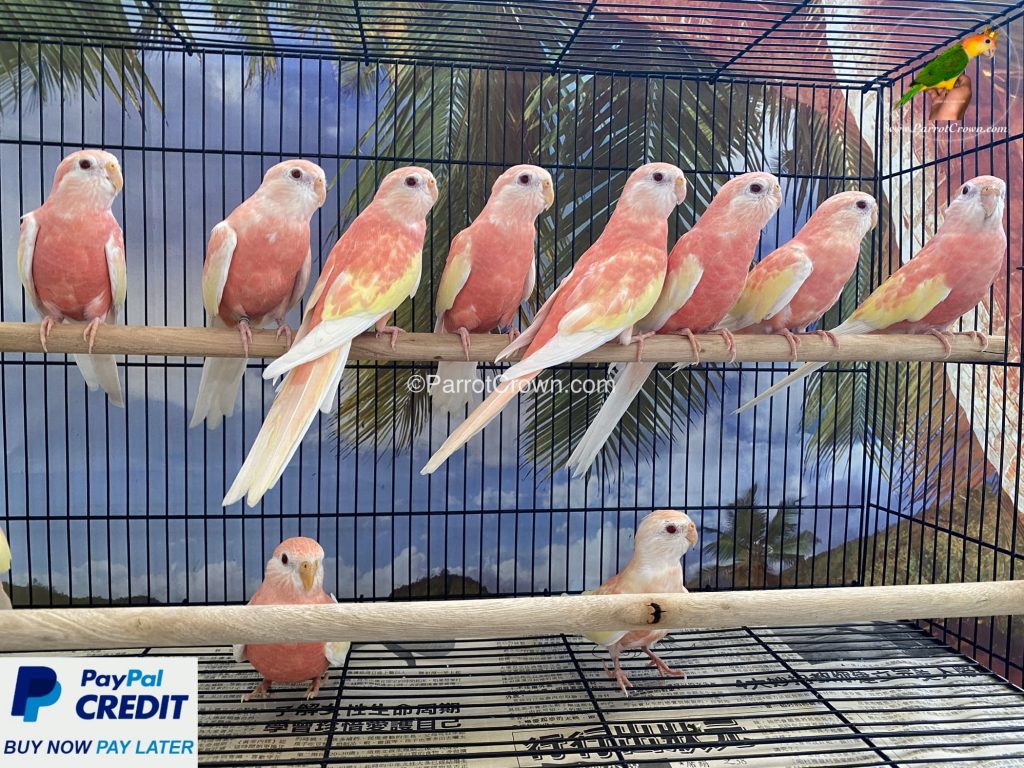 Rubino Bourke Parakeets for sale (Parrot)