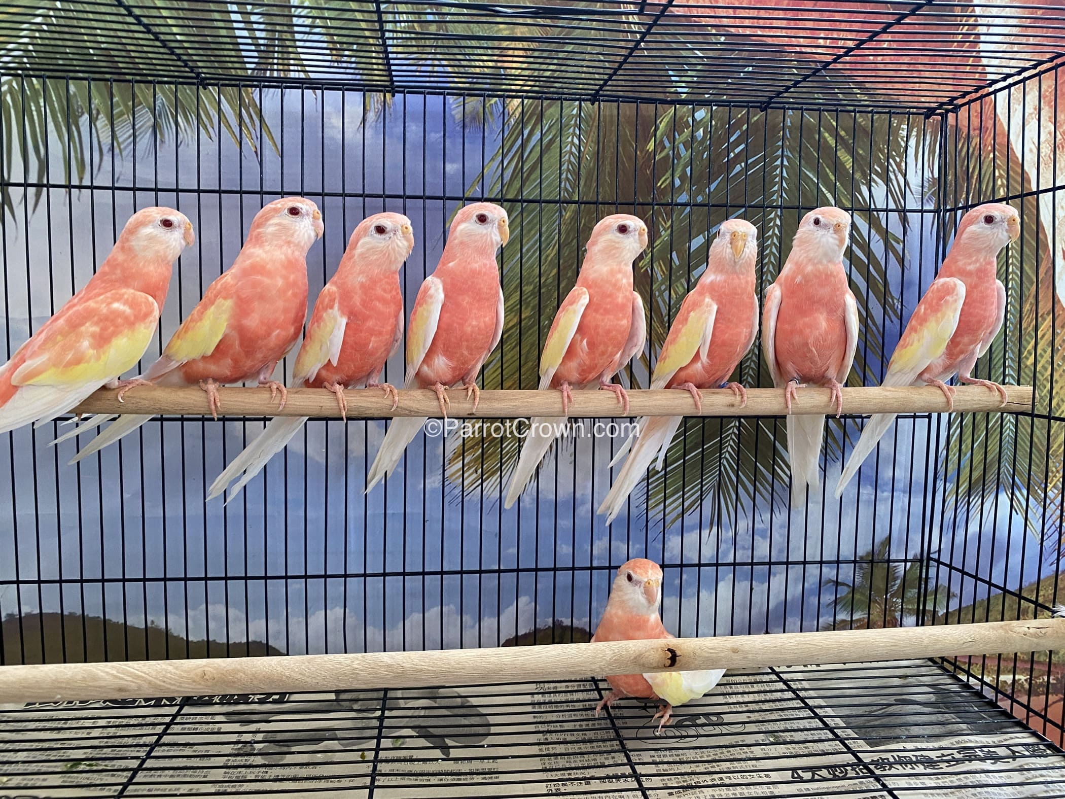 Rubino Bourke Parakeets for sale (Parrot)