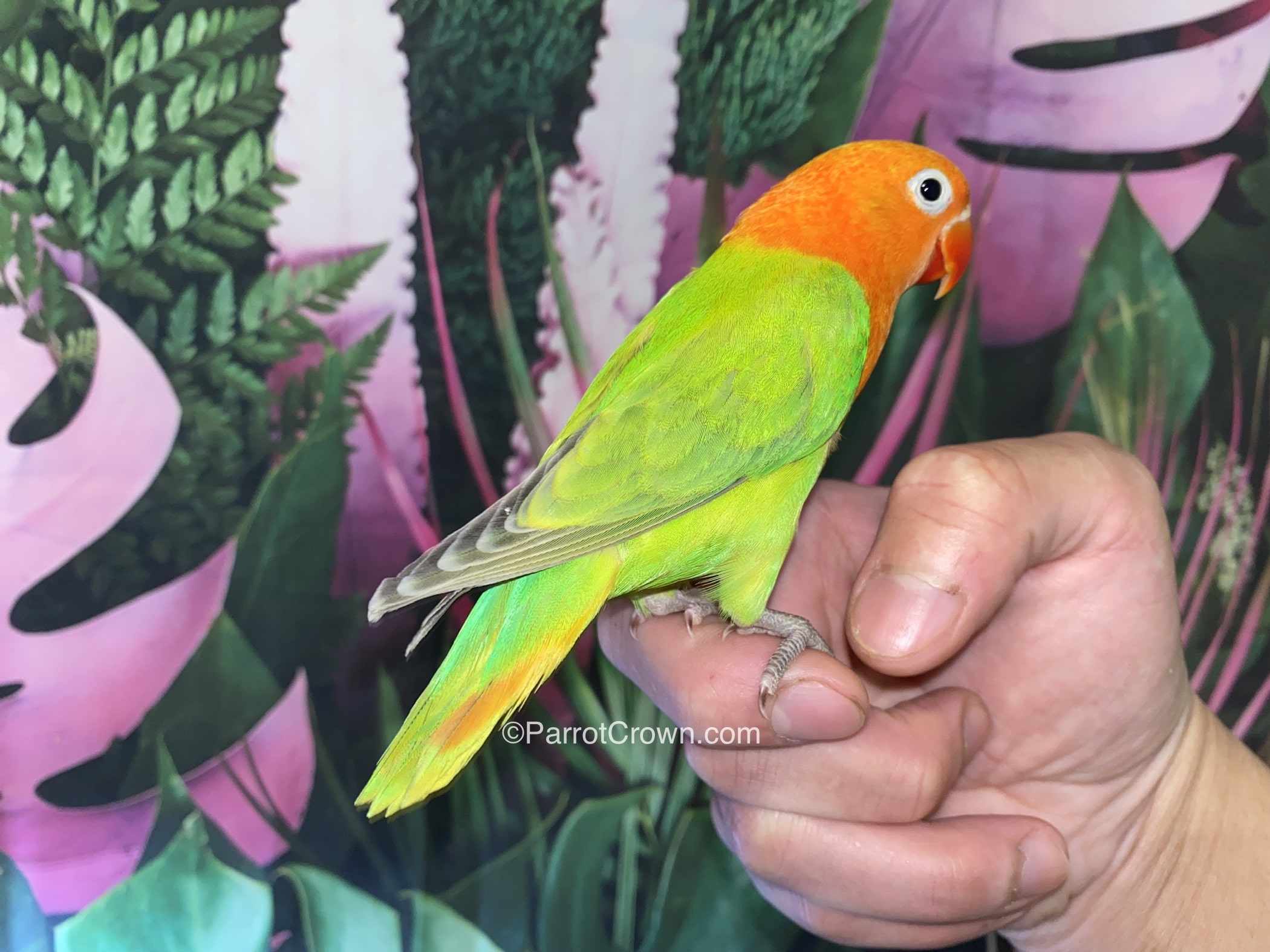 Dilute Green Opaline Fischer Lovebirds for sale