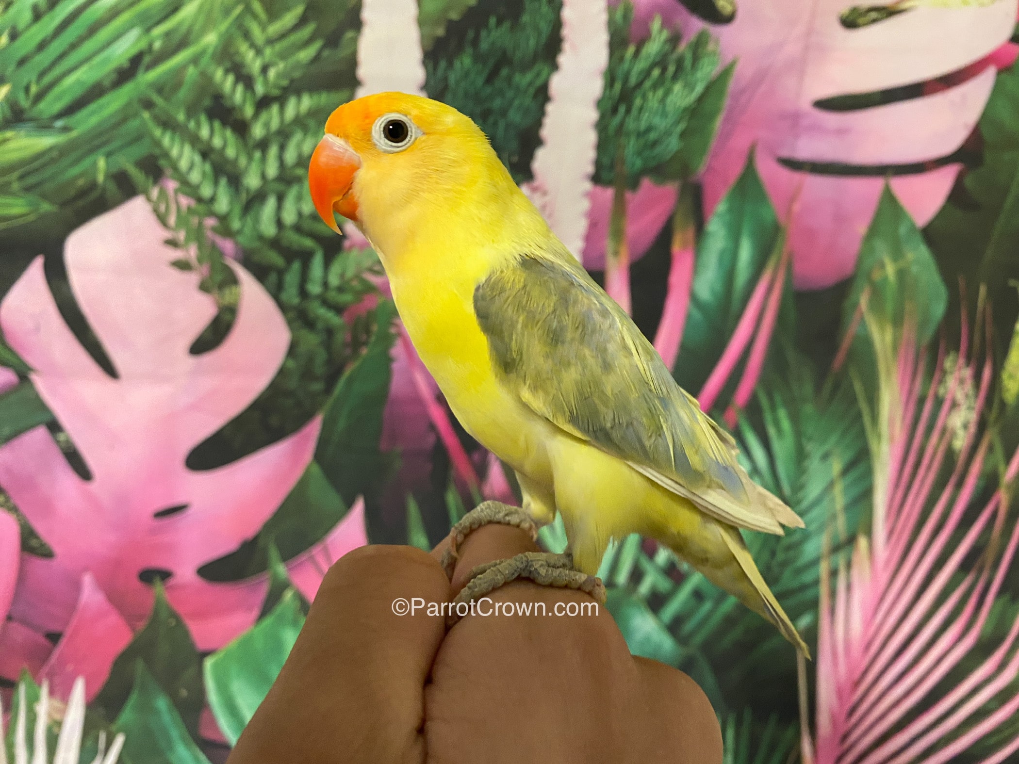 Yellow Olive Fischer Lovebirds for sale
