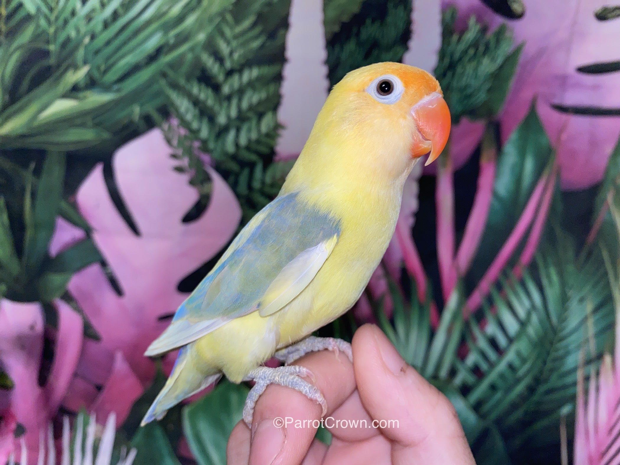 Yellow Violet Fischer Lovebirds for sale