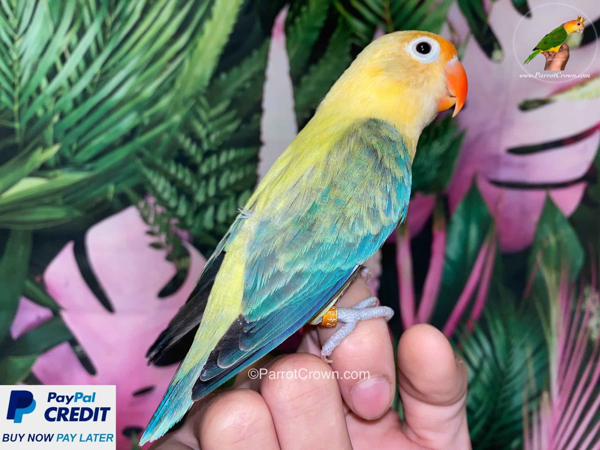 Yellow Blue Euwing Opaline Fischer Lovebirds for sale