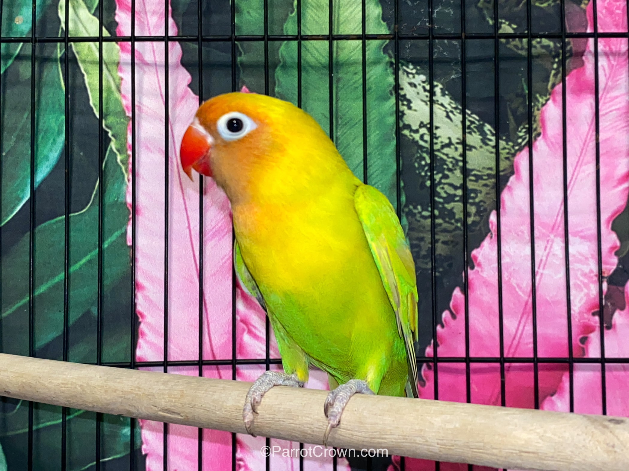 Dilute Green Black Cheeked Lovebirds for sale (Pygmy / Small)