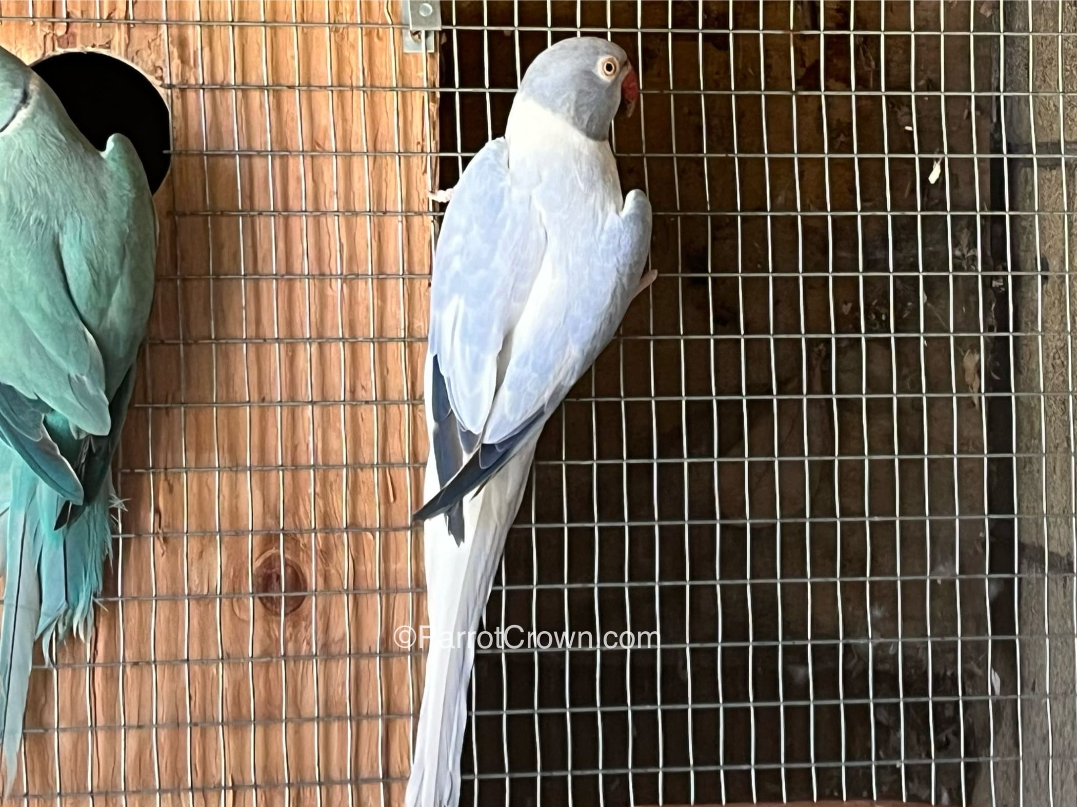 Opaline Dilute Clear Tail Violet Indian Ringneck for sale