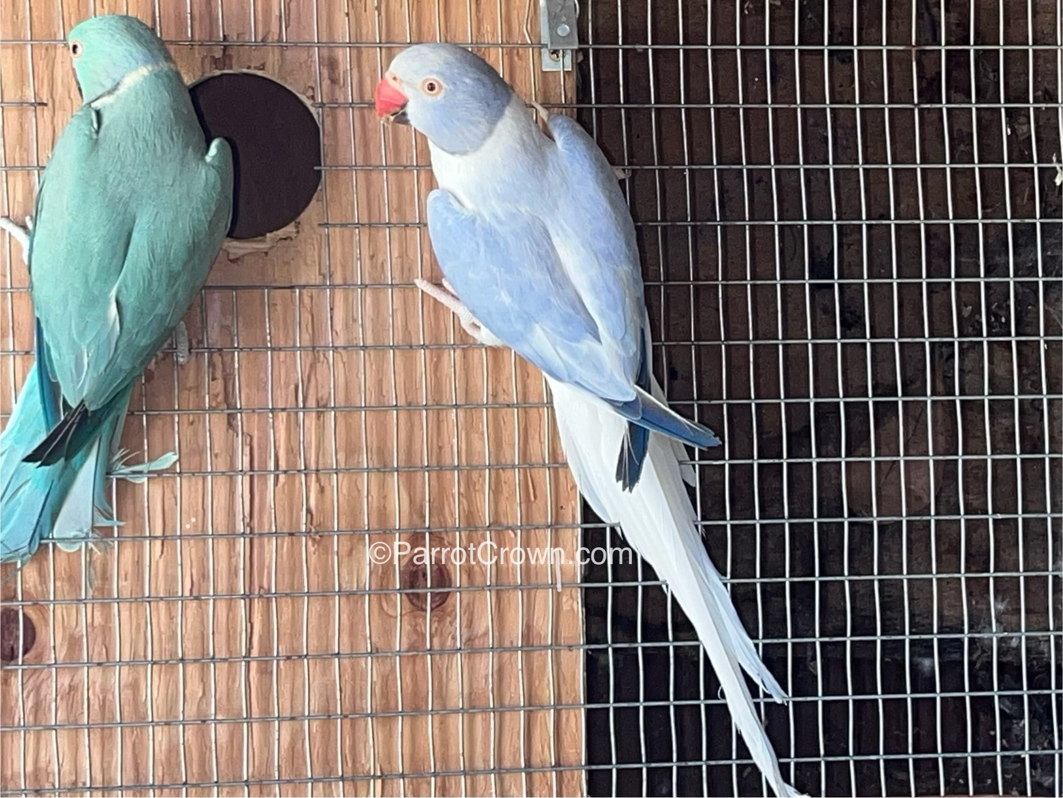 Opaline Dilute Clear Tail Violet Indian Ringneck for sale