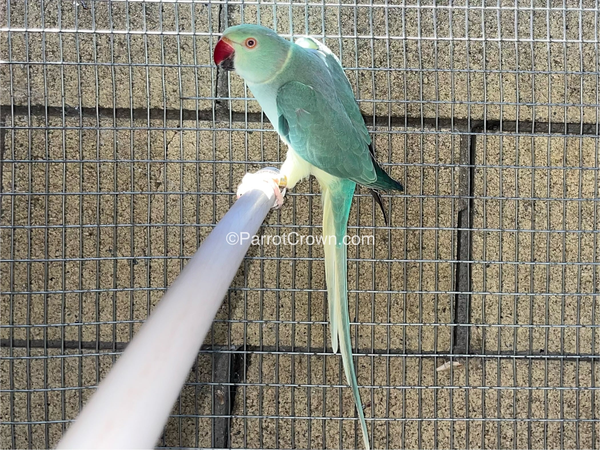 Emerald Clear Tail Indian Ringneck for sale