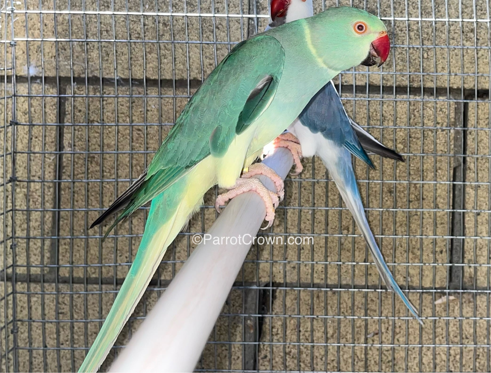 Emerald Clear Tail Indian Ringneck for sale
