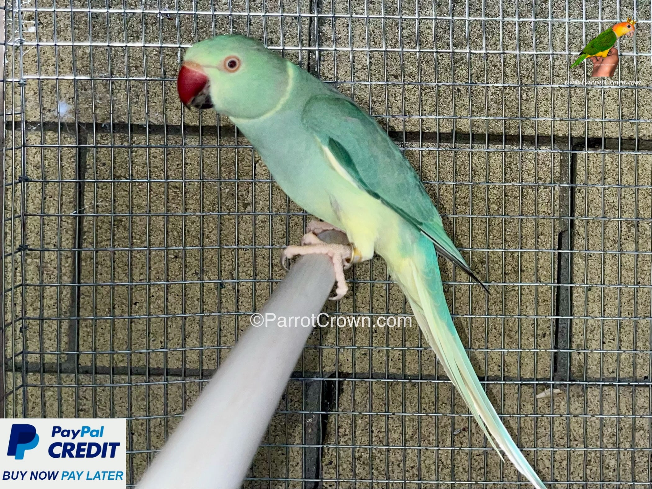 Emerald Clear Tail Indian Ringneck for sale
